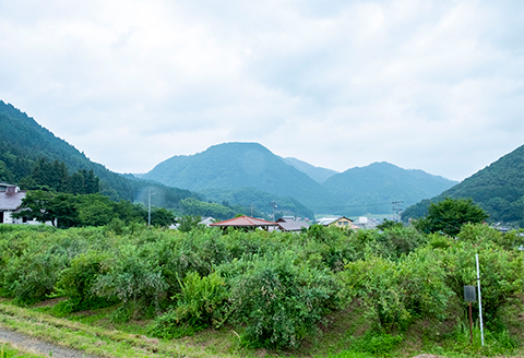 【2026年7～8月】【時間無制限】ブルーベリー食べ放題　2名分