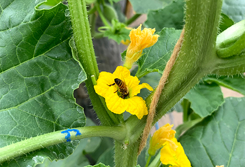 【2026年7月中旬～9月発送】アールスメロン約1.9kg以上〈3L2玉〉