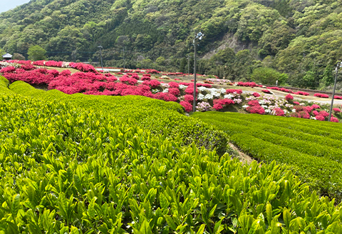 特産ノンカフェインのまめ茶と緑茶葉でつくる和紅茶 のセット