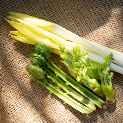 【1月末から4月下旬まで順次発送】山菜Bセット(タラの芽・こごみ・うるい・葉わさび)4種8パック【配送不可地域：離島】