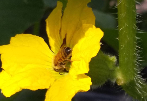 【ふるさと納税限定】メロン食べ放題ペアチケット〈2026年8～9月〉【配送不可地域：離島】