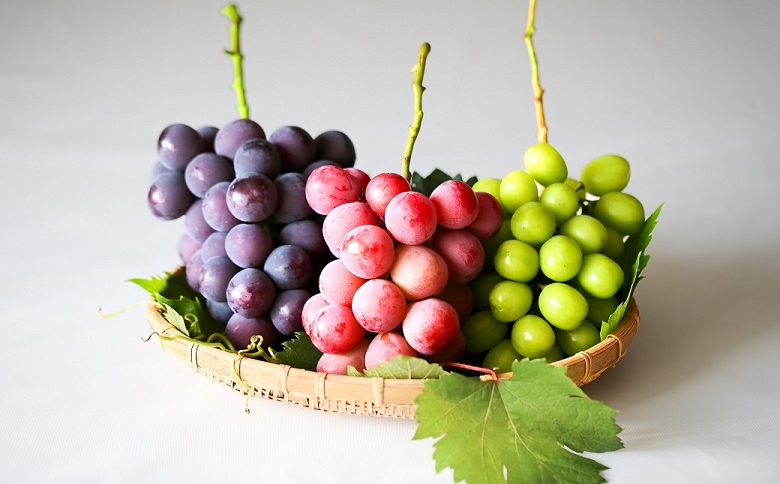 【2026年9月以降順次発送】(朝採り)シャインマスカット+おまかせぶどう　計3～4房・約1.8kg【配送不可地域：離島】