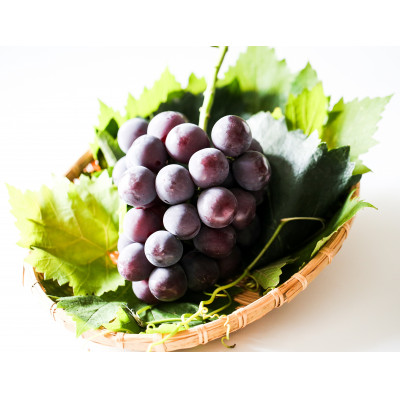 『ぶどうの宝石箱A』(2品種)【2024年9月より順次発送/ふるさと納税限定/数量限定】【配送不可地域：離島】