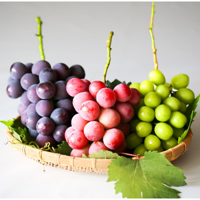 『ぶどうの宝石箱B』(3品種)【2026年9月より順次発送/ふるさと納税限定/数量限定】【配送不可地域：離島】