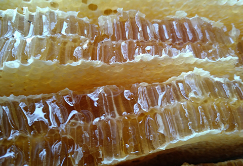 【数量限定】雲海熟成　巣箱で2年熟成した生はちみつ(150g×2個)