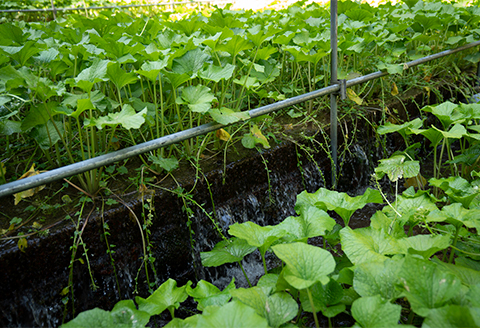 【島根わさび】わさび醤油漬・わさび味噌漬・わさび粕漬〈3種味比べセット〉【配送不可地域：離島】