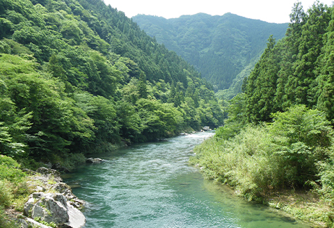 【天然もの】清流・高津川上流で捕れた天然あゆ(冷凍500g・5～10尾程度)【配送不可地域：離島】