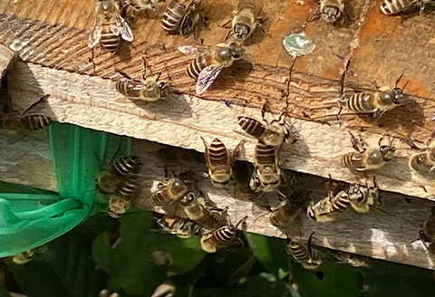津和野の木や花の蜜を集めた天然百花蜜「里山の雫」(315g×2瓶)
