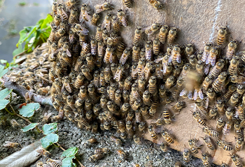 【希少品】自然のまま2年熟成させた100%天然の生はちみつ　300g×2個