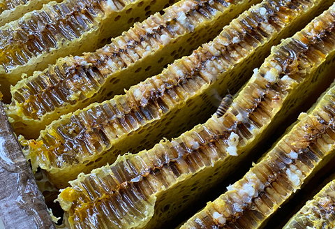 【非加熱の生はちみつ】自然のままの品質を閉じ込めた100%天然のはちみつ　300g1個