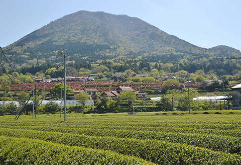 6種のお茶・飲み比べティーバッグセット