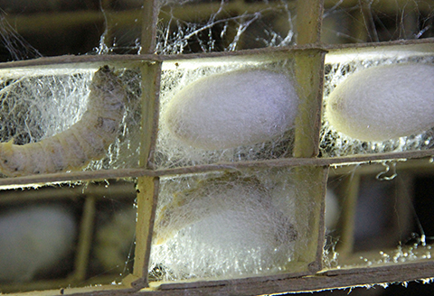 【ふるさと納税限定】まゆ玉(切り繭)100個セット