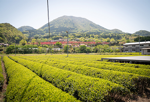 特産の「まめ茶」と緑茶葉からつくる「つわ乃紅茶」「翠香」(特上煎茶) のセット