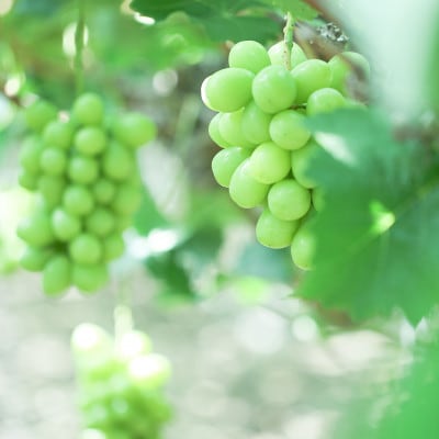 『ぶどうの宝石箱A』(2品種)【2024年9月より順次発送/ふるさと納税限定/数量限定】【配送不可地域：離島】