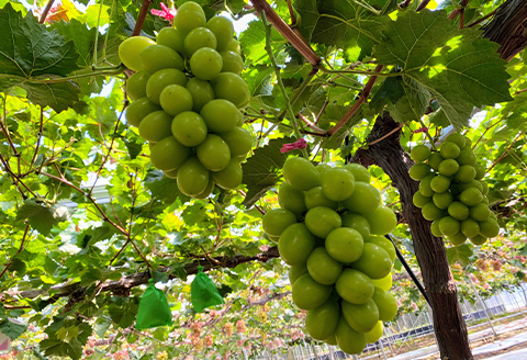 【2026年9月以降順次発送】(朝採り)シャインマスカット+おまかせぶどう　計3～4房・約1.8kg【配送不可地域：離島】