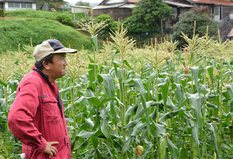 【7月上旬より順次発送】【数量限定】糖度18度の朝採りとうもろこし「恵味」《白》8本【配送不可地域：離島】