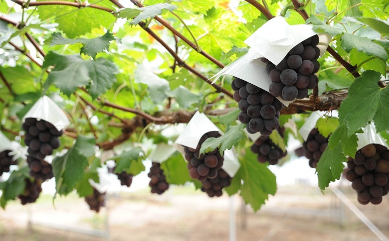 メロン2L1玉ピオーネ1房セット【2026年9月より順次発送】