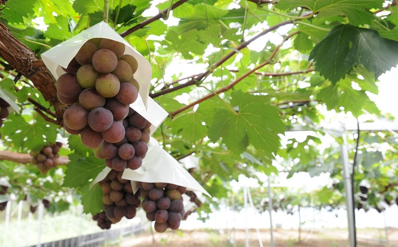 メロン2L1玉クインニーナ1房セット【2026年9月より順次発送】
