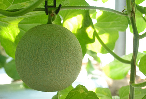 メロンパークの赤肉メロン【2026年10月より順次発送・2Lサイズ1玉】