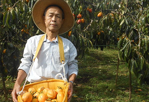 【発送月固定定期便】2026年10月発送開始 有機JAS認証オーガニック西条柿・満喫コース全3回