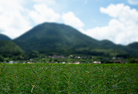 【3種セット】香ばしさが魅力の「まめ茶」と「ほうじ茶」の奥深さを楽しむ飲み比べセット