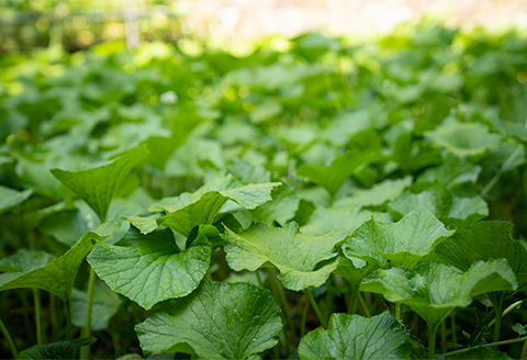 【島根わさび三昧セット】極上「生わさび」と「わさび漬」3種詰め合わせ【配送不可地域：離島】