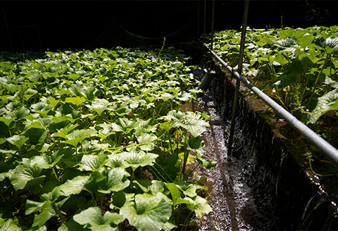【島根わさび】わさび醤油漬・わさび味噌漬・わさび粕漬〈3種味比べセット〉【配送不可地域：離島】