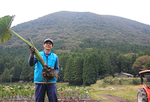 ねっとりと濃い味わいの里芋〈皮むき〉400g×3パック【配送不可地域：離島】