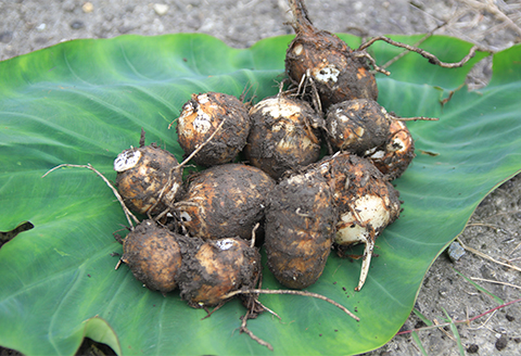 日本三大芋煮の里、津和野の大地で育てた泥付き里芋850g×2袋