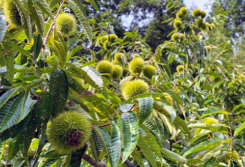 【冷凍でのお届け】天然栗をふんだんに使った「モンブラン」(3個セット)【配送不可地域：離島】