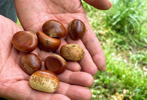 【冷凍でのお届け】天然栗をふんだんに使った「モンブラン」(2個セット)【配送不可地域：離島】