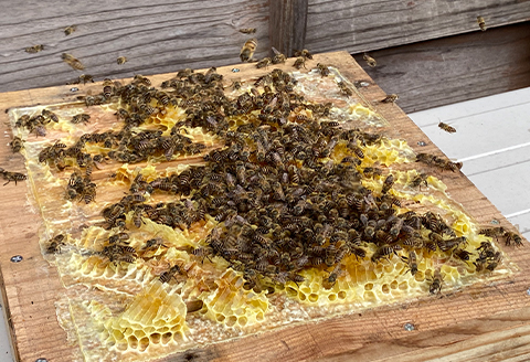 津和野の木や花の蜜を集めた天然百花蜜「里山の雫」(315g×2瓶)
