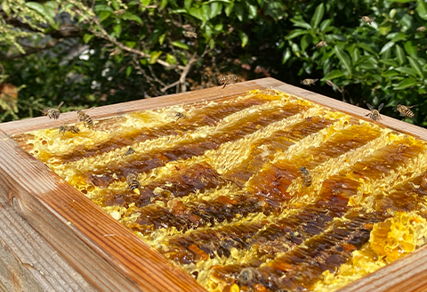 津和野の木や花の蜜を集めた天然百花蜜「里山の雫」(315g×1瓶)