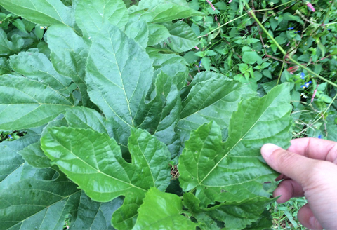 【ふるさと納税限定】まゆ玉(切り繭)100個セット