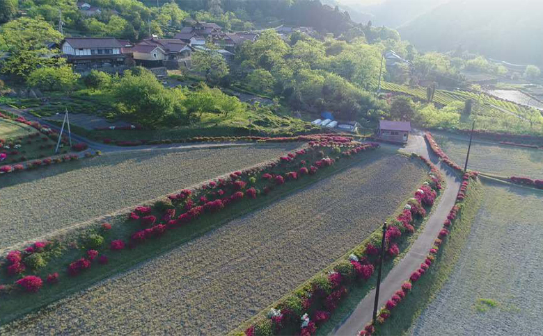 青野山の湧水と朝晩の寒暖差が育んだ棚田の甘～い米「コシヒカリ」(白米5kg×2袋)(令和7年産)