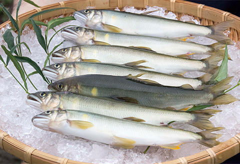 【天然もの】清流・高津川上流で捕れた天然あゆ(冷凍500g・5～10尾程度)【配送不可地域：離島】