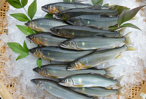 【天然もの】清流・高津川上流で捕れた天然あゆ(冷凍1200g・12～24尾程度)【配送不可地域：離島】