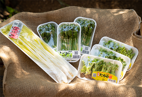 【1月末から4月下旬まで順次発送】山菜Cセット(タラの芽・こごみ・うるい)3種14パック【配送不可地域：離島】