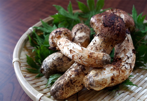 秋の味覚「天然の採れたてまつたけ」約200g【配送不可地域：離島】