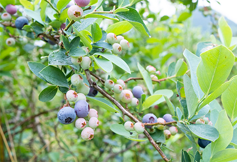 【2026年7～8月】【時間無制限】ブルーベリー食べ放題　2名分
