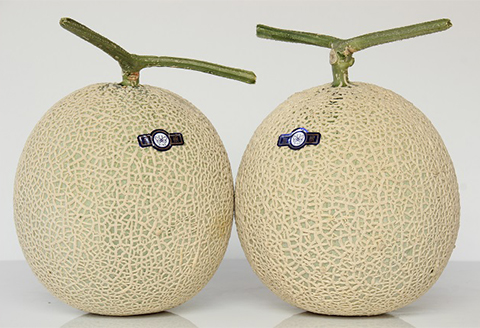 【2026年7月中旬～9月発送】アールスメロン約1.9kg以上〈3L2玉〉