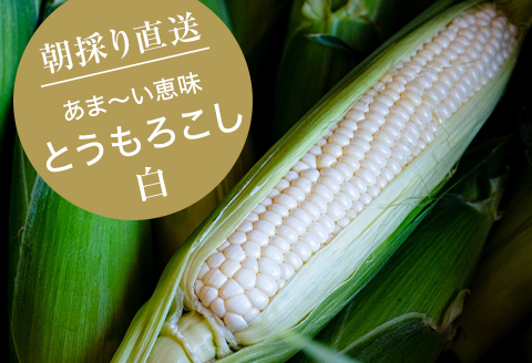 【7月上旬より順次発送】【数量限定】糖度18度の朝採りとうもろこし「恵味」《白》8本【配送不可地域：離島】