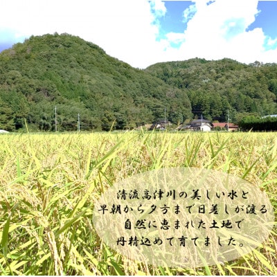 令和7年産　吉賀町広石産きぬむすめ　清流高津川のお米　精米5kg