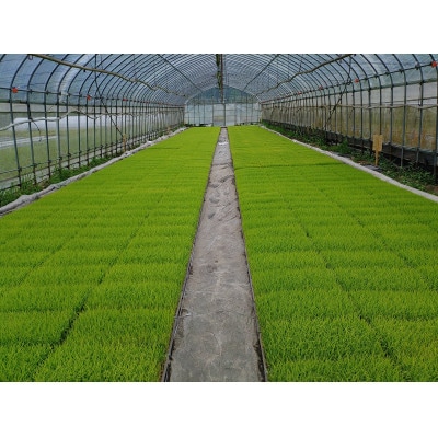 【令和7年産】栽培期間中、農薬・化学肥料不使用　吉賀町産つや姫　玄米5kg