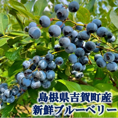 栽培期間中農薬・化学肥料不使用　吉賀町産冷凍ブルーベリー　500g【配送不可地域：離島】