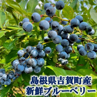 栽培期間中農薬・化学肥料不使用　吉賀町産冷凍ブルーベリー　2kg【配送不可地域：離島】
