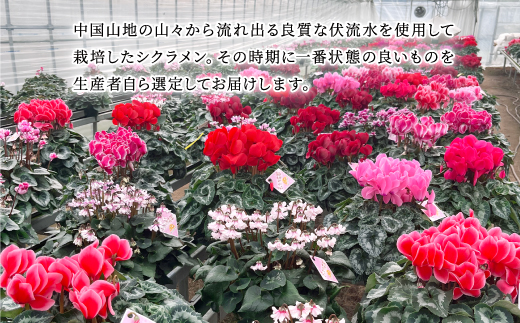 【お届け:11月下旬～12月】シクラメン　5号鉢