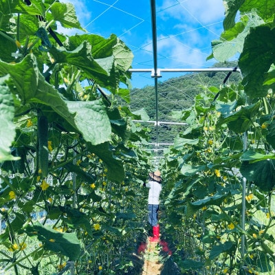 【畑から直送】吉賀町かわの農園の旬の野菜詰め合わせセット【配送不可地域：離島】