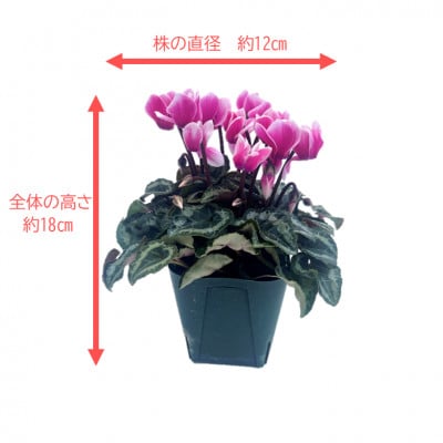 【2025年10月～11月発送】ガーデンシクラメン　3号ポット(12個入り)