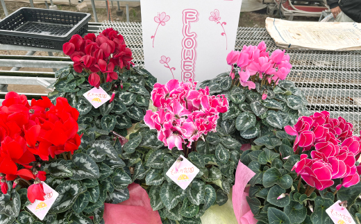 【お届け:11月下旬～12月】シクラメン　5号鉢